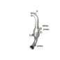 Catalyseur Groupe N  + Suppression FAP en inox Citroën C3 1.6HDI - 1.6EHDI (68KW) 11/2009 - AUJOURD'HUI
